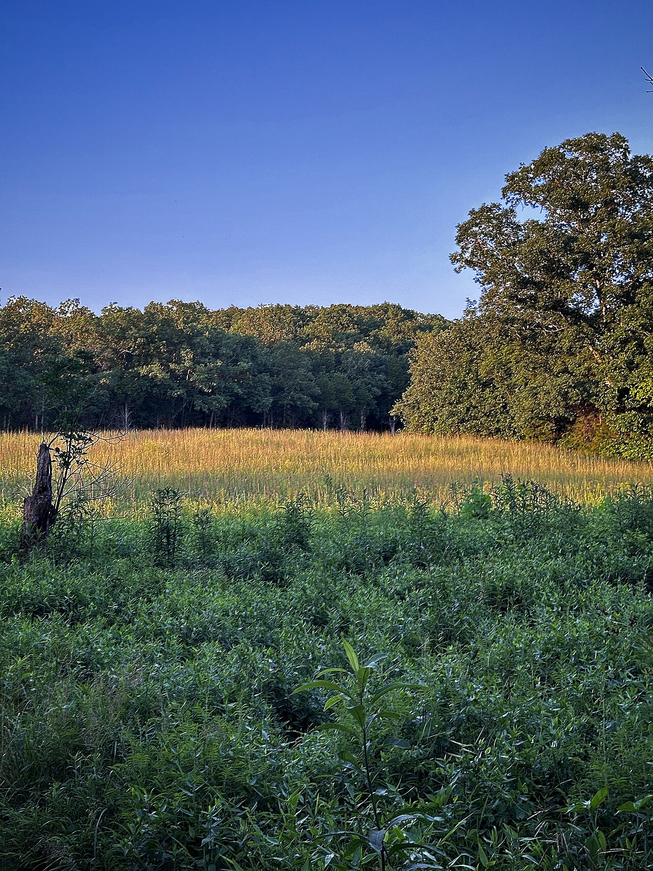 Chapparal Prairie.jpg